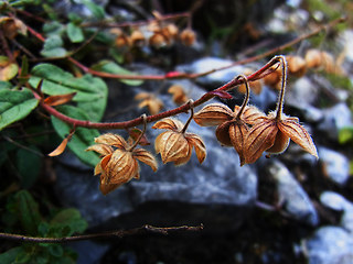 Helianthemum nummularium