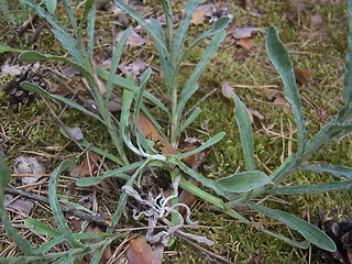 Helichrysum arenarium