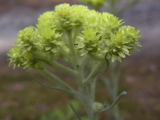 Helichrysum arenarium