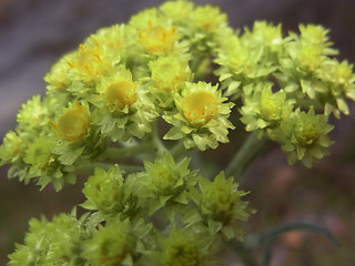 Helichrysum arenarium