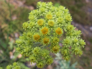 Helichrysum arenarium