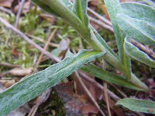 Helichrysum arenarium