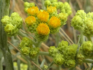 Helichrysum arenarium