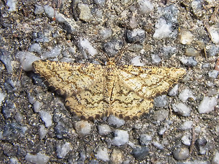 Heliomata glarearia