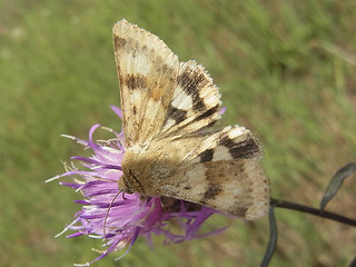 Heliothis viriplaca