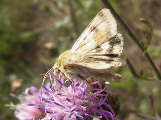 Heliothis viriplaca
