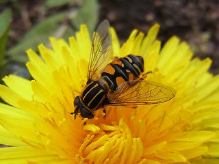 Helophilus pendulus