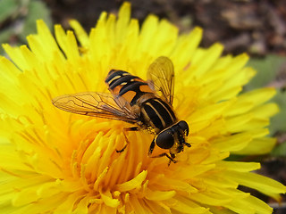 Helophilus pendulus