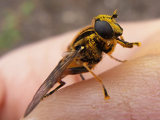 Helophilus pendulus