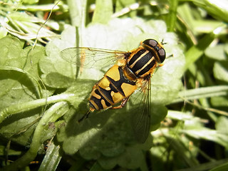 Helophilus pendulus