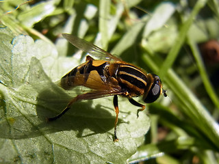 Helophilus pendulus