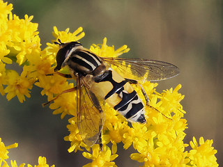 Helophilus trivittatus