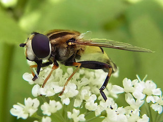 Helophilus trivittatus