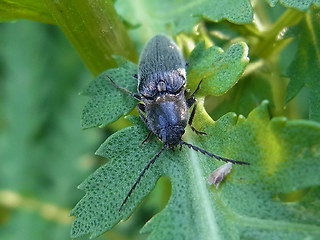 Hemicrepidius niger
