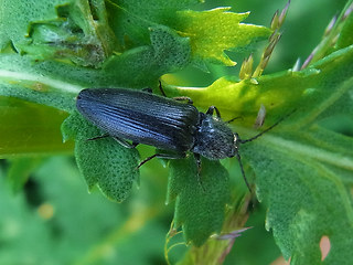 Hemicrepidius niger