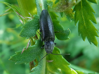 Hemicrepidius niger