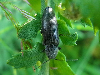 Hemicrepidius niger