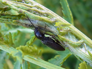 Hemicrepidius niger