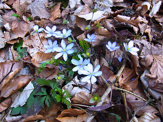 Hepatica nobilis