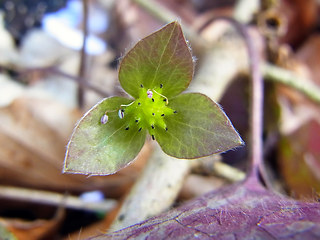 Hepatica nobilis