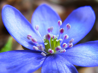 Hepatica nobilis