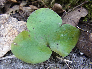 Hepatica nobilis