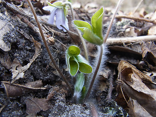 Hepatica nobilis