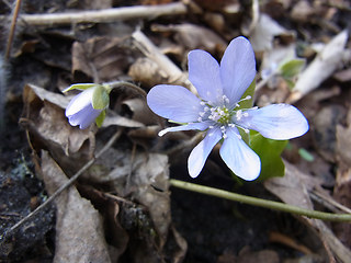 Hepatica nobilis