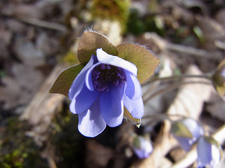 Hepatica nobilis