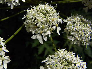 Heracleum sphondylium