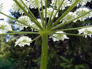 Heracleum sphondylium