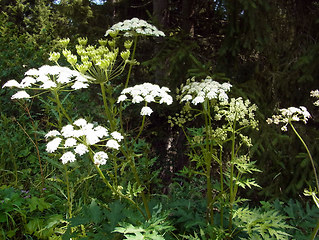 Heracleum sphondylium