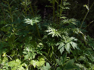 Heracleum sphondylium