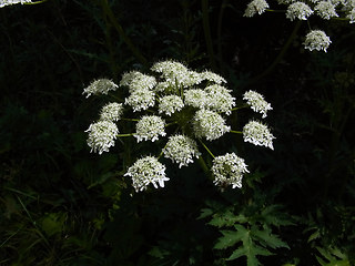 Heracleum sphondylium