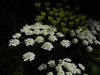 Heracleum sphondylium