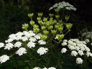 Heracleum sphondylium