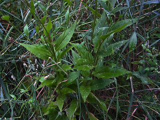 Hesperis matronalis