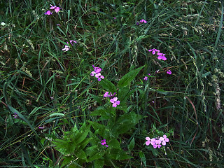 Hesperis matronalis