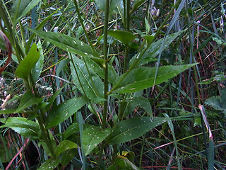 Hesperis matronalis