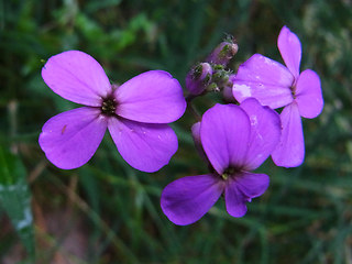 Hesperis matronalis