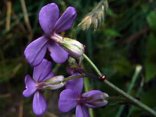 Hesperis matronalis