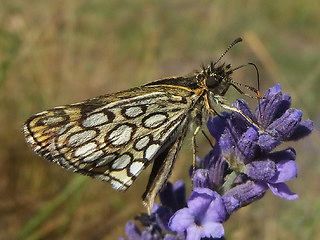 Heteropterus morpheus