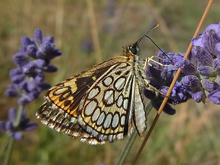 Heteropterus morpheus