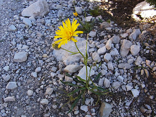 Hieracium glabratum