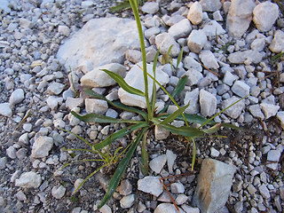 Hieracium glabratum