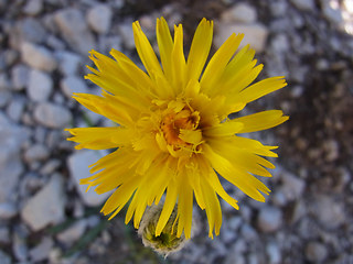 Hieracium glabratum