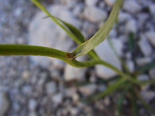 Hieracium glabratum