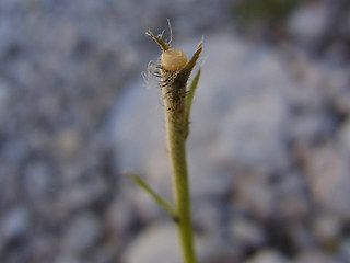 Hieracium glabratum