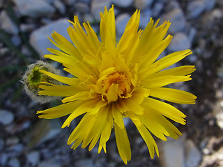 Hieracium glabratum