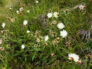 Hieracium intybaceum